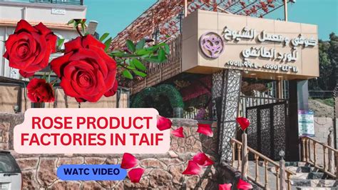 rose perfume factory taif